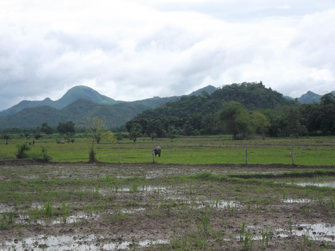 rice paddy mountain view capas tarlac